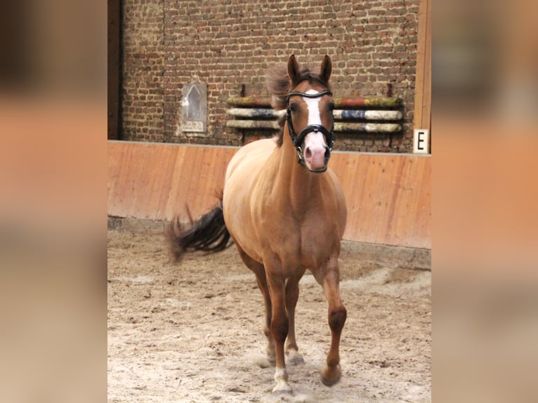 Kleines Deutsches Reitpferd Stute 5 Jahre 157 cm Fuchs in &#xDC;bach-Palenberg