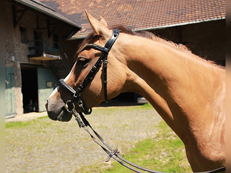 Kleines Deutsches Reitpferd Stute 5 Jahre 157 cm Fuchs in &#xDC;bach-Palenberg