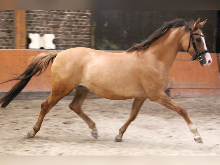 Kleines Deutsches Reitpferd Stute 5 Jahre 157 cm Fuchs in &#xDC;bach-Palenberg