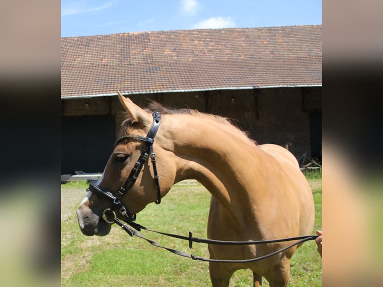 Kleines Deutsches Reitpferd Stute 5 Jahre 157 cm Fuchs in &#xDC;bach-Palenberg