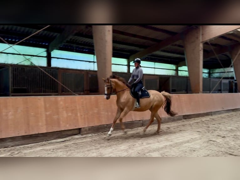 Kleines Deutsches Reitpferd Stute 5 Jahre 157 cm Fuchs in &#xDC;bach-Palenberg