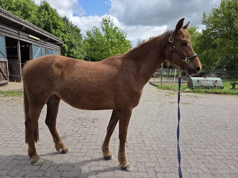 Kleines Deutsches Reitpferd Mix Stute 5 Jahre 157 cm Fuchs in Hille