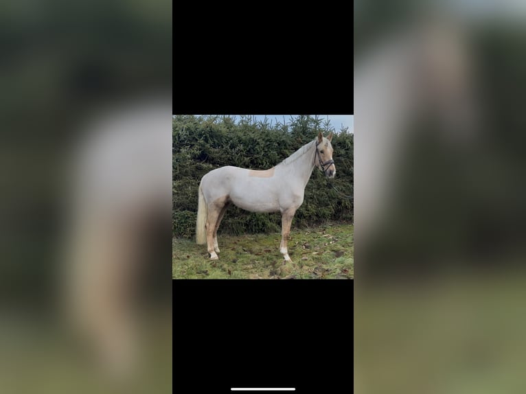 Kleines Deutsches Reitpferd Stute 5 Jahre 168 cm Palomino in Marxen