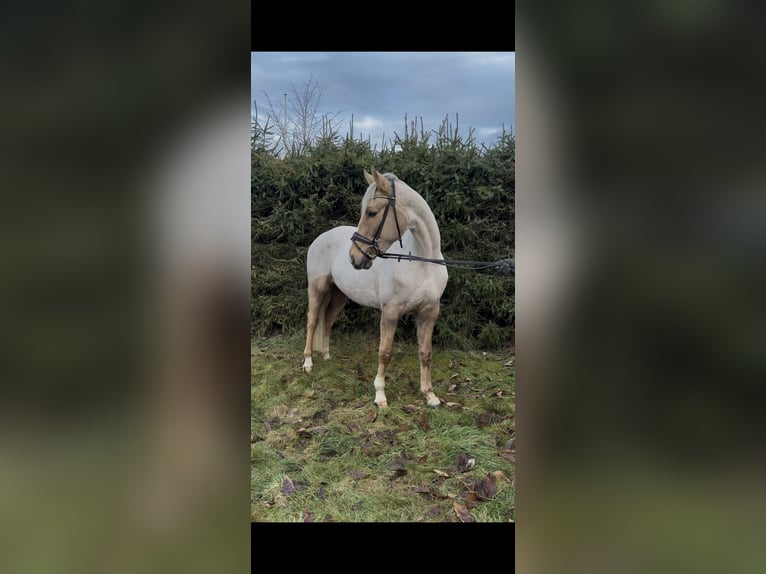 Kleines Deutsches Reitpferd Stute 5 Jahre 168 cm Palomino in Marxen