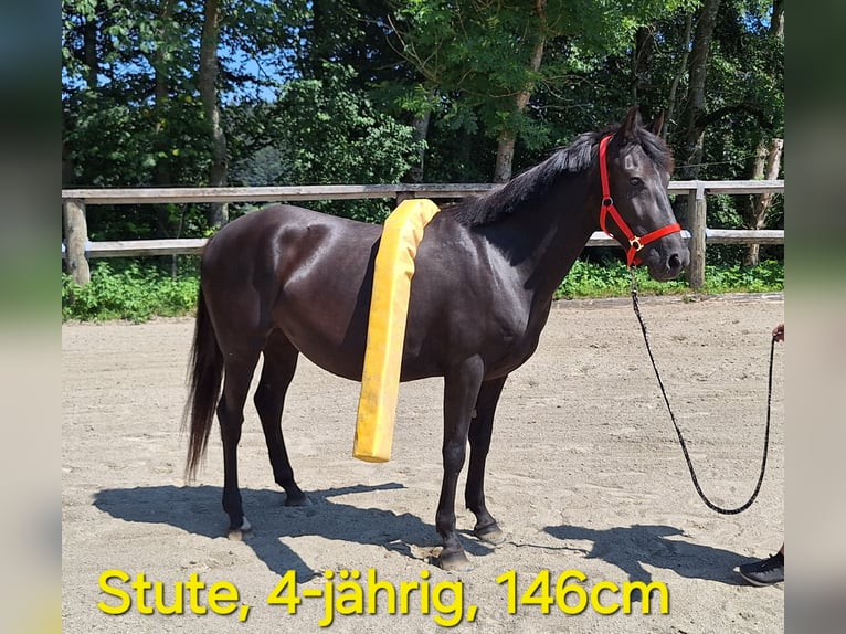 Kleines Deutsches Reitpferd Mix Stute 6 Jahre 150 cm Apfelschimmel in Argenbühl