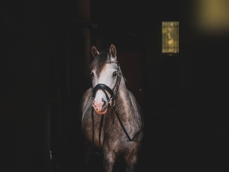 Kleines Deutsches Reitpferd Stute 7 Jahre 140 cm Schimmel in Wroc&#x142;aw