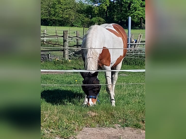 Kleines Deutsches Reitpferd Stute 7 Jahre 157 cm Schecke in Leopoldsh&#xF6;he