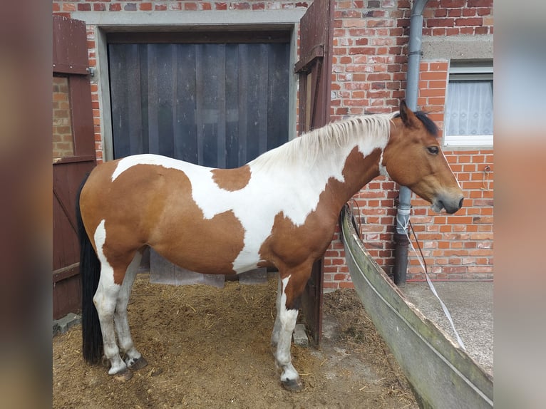 Kleines Deutsches Reitpferd Stute 7 Jahre 157 cm Schecke in Leopoldsh&#xF6;he