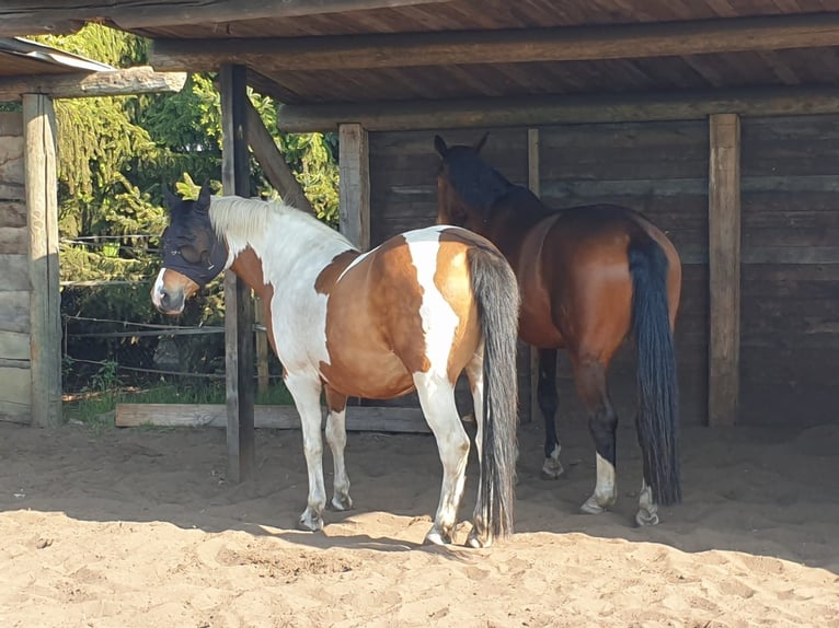 Kleines Deutsches Reitpferd Stute 7 Jahre 157 cm Schecke in Leopoldsh&#xF6;he