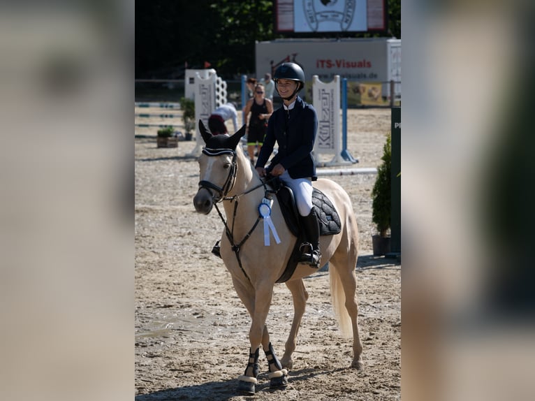 Kleines Deutsches Reitpferd Stute 8 Jahre 153 cm Palomino in Dörth