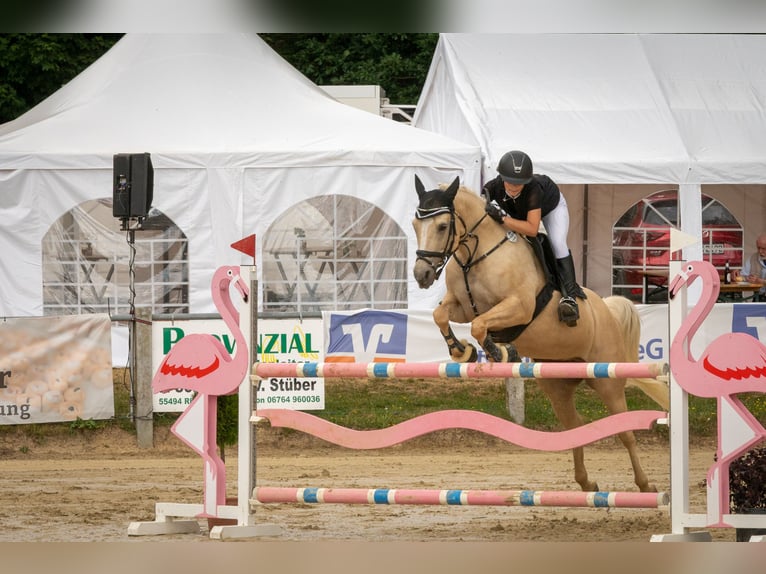 Kleines Deutsches Reitpferd Stute 8 Jahre 153 cm Palomino in Dörth