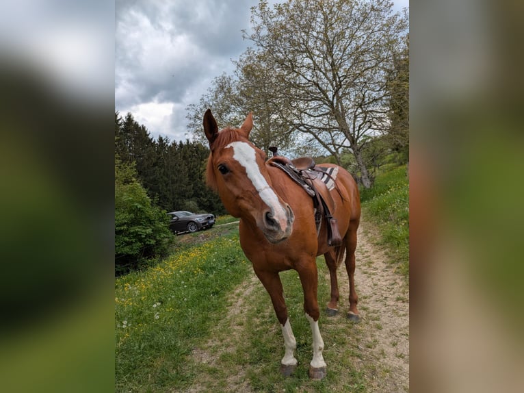 Kleines Deutsches Reitpferd Mix Stute 8 Jahre 160 cm Fuchs in Balingen