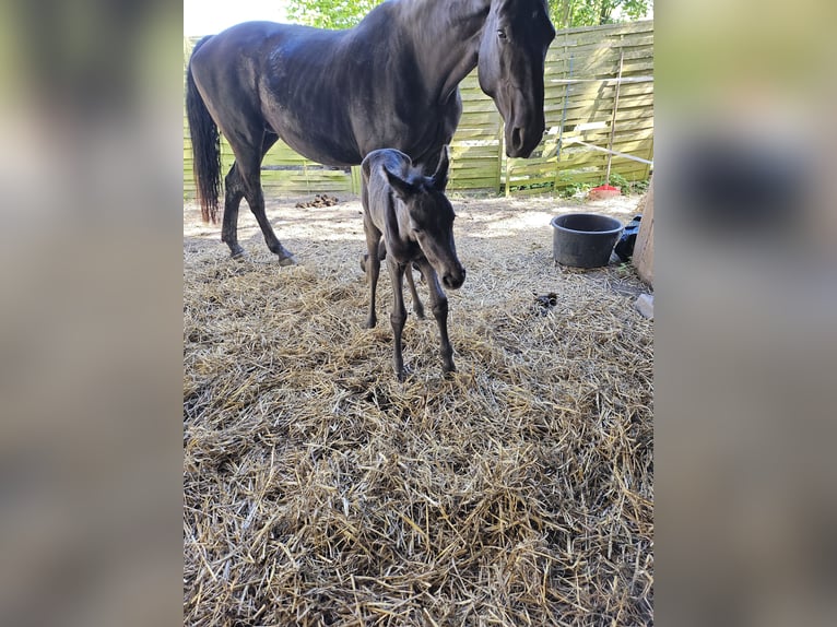 Kleines Deutsches Reitpferd Stute Fohlen (05/2024) 125 cm Rappe in Niepars