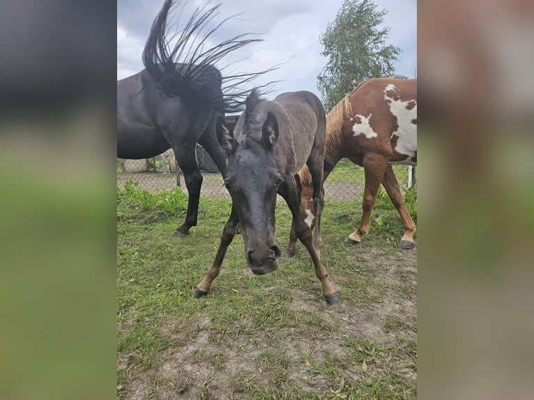 Kleines Deutsches Reitpferd Stute Fohlen (05/2024) 125 cm Rappe in Niepars