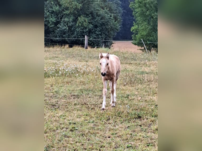Kleines Deutsches Reitpferd Mix Stute Fohlen (06/2025) 150 cm Buckskin in Rehna