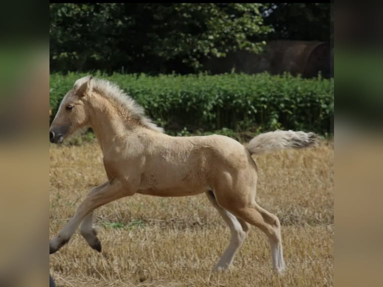 Kleines Deutsches Reitpferd Mix Stute Fohlen (06/2025) 150 cm Buckskin in Rehna