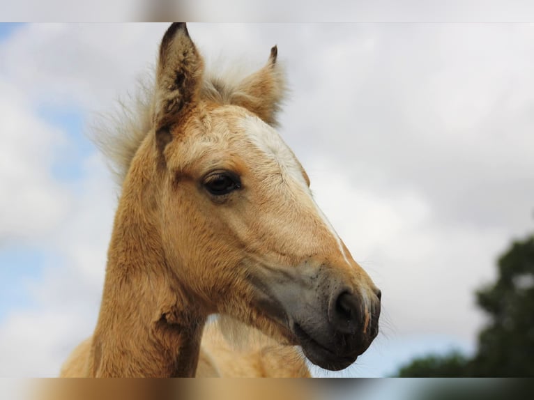 Kleines Deutsches Reitpferd Mix Stute Fohlen (06/2025) 150 cm Buckskin in Rehna