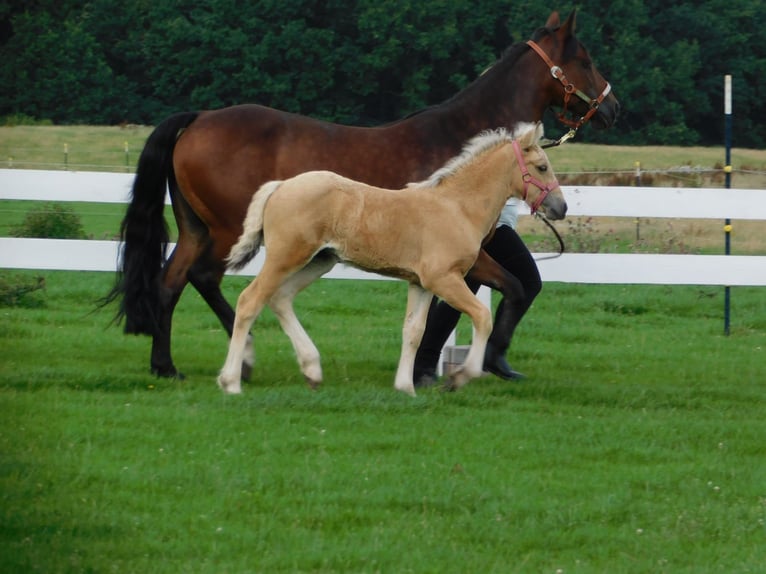 Kleines Deutsches Reitpferd Mix Stute Fohlen (06/2025) 150 cm Buckskin in Rehna