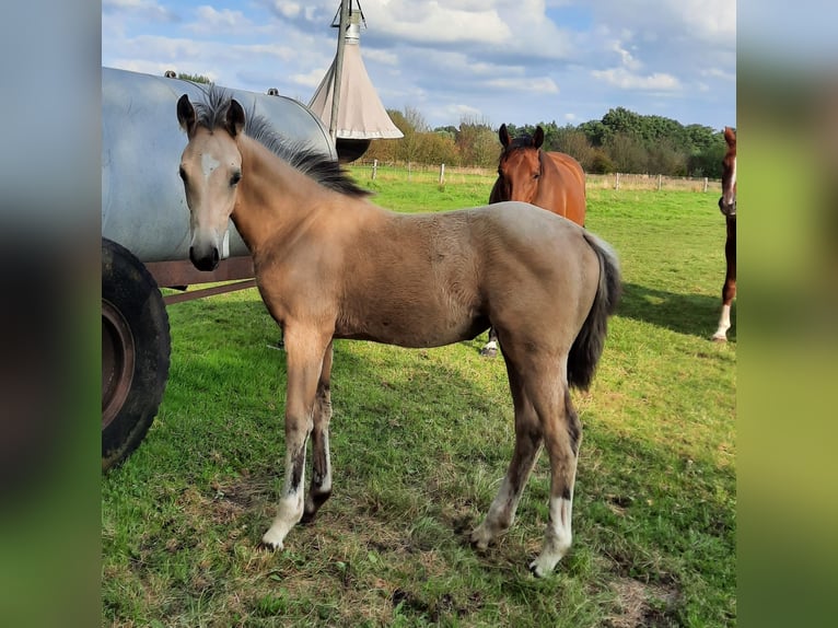 Kleines Deutsches Reitpferd Stute Fohlen (05/2024) 155 cm Buckskin in Drentwede