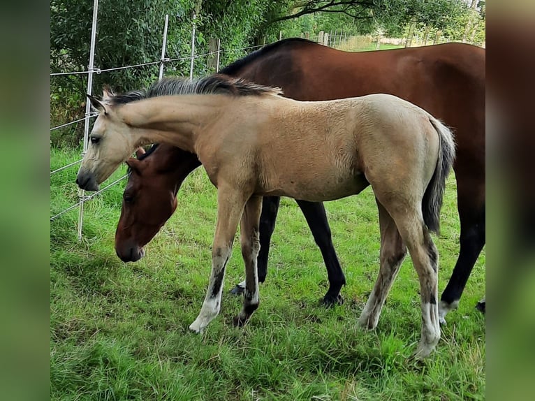 Kleines Deutsches Reitpferd Stute Fohlen (05/2024) 155 cm Buckskin in Drentwede