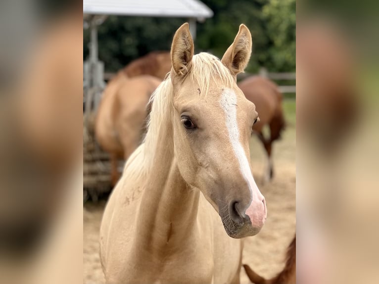 Kleines Deutsches Reitpferd Stute Fohlen (02/2025) 158 cm Palomino in Grevenbroich