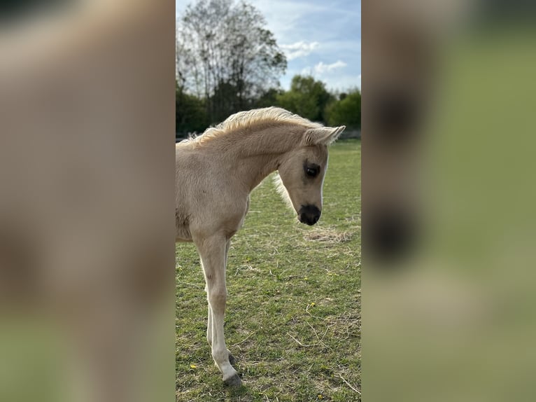 Kleines Deutsches Reitpferd Stute  158 cm Palomino in Grevenbroich
