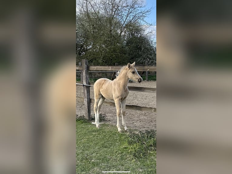 Kleines Deutsches Reitpferd Stute  158 cm Palomino in Grevenbroich