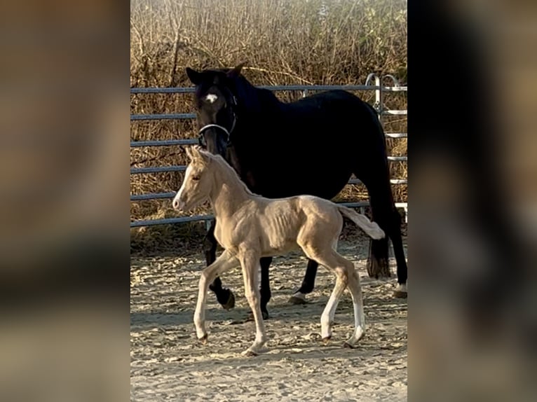 Kleines Deutsches Reitpferd Stute  158 cm Palomino in Grevenbroich