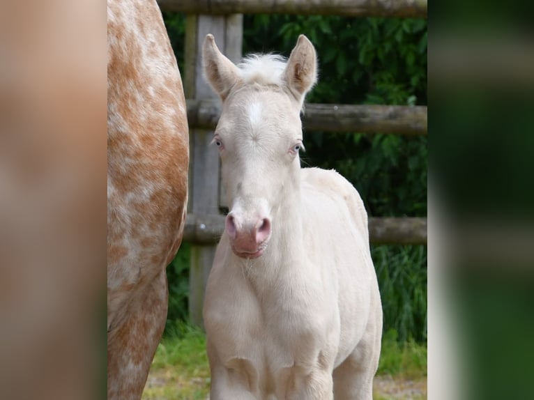Kleines Deutsches Reitpferd Stute  158 cm Perlino in M&#xF6;rsdorf