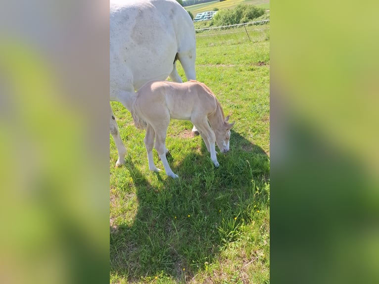Kleines Deutsches Reitpferd Stute  165 cm in Reiskirchen