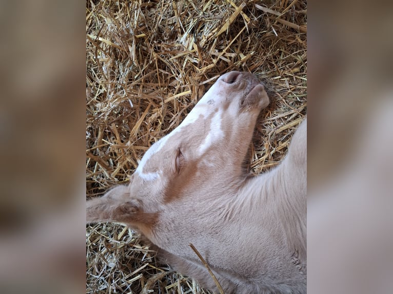 Kleines Deutsches Reitpferd Stute  165 cm in Reiskirchen