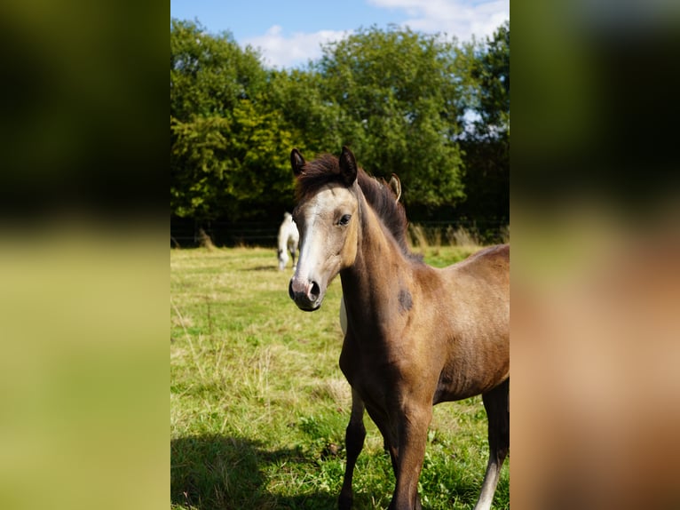 Kleines Deutsches Reitpferd Stute Fohlen (04/2025) Buckskin in Welschneudorf