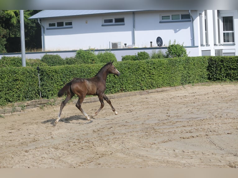 Kleines Deutsches Reitpferd Stute Fohlen (04/2025) Buckskin in Welschneudorf
