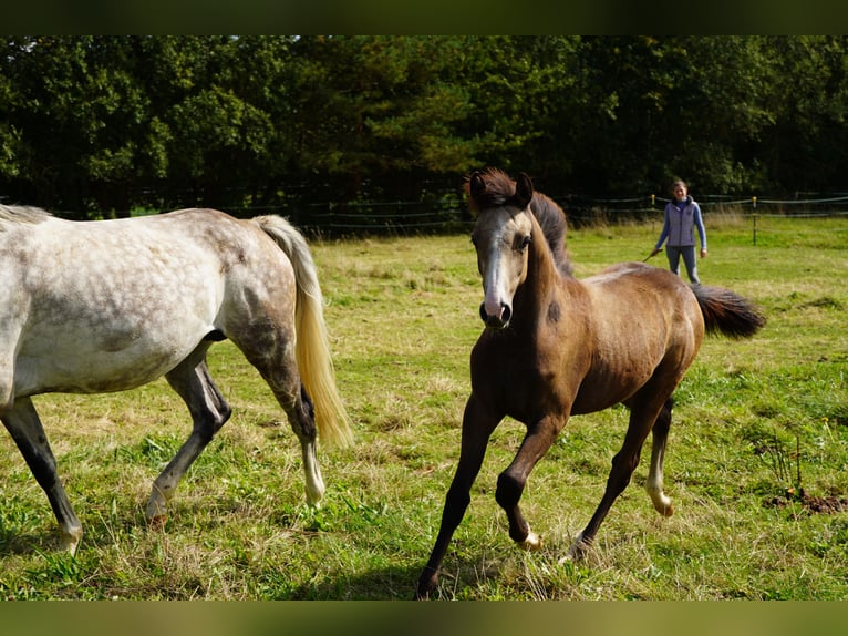 Kleines Deutsches Reitpferd Stute Fohlen (04/2025) Buckskin in Welschneudorf