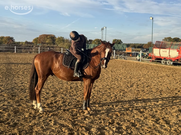 Kleines Deutsches Reitpferd Wallach 10 Jahre 163 cm Fuchs in StahnsdorfStahnsdorf
