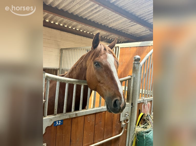 Kleines Deutsches Reitpferd Wallach 10 Jahre 163 cm Fuchs in StahnsdorfStahnsdorf