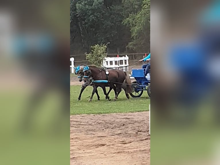 Kleines Deutsches Reitpferd Wallach 11 Jahre 115 cm Buckskin in Lentföhrden