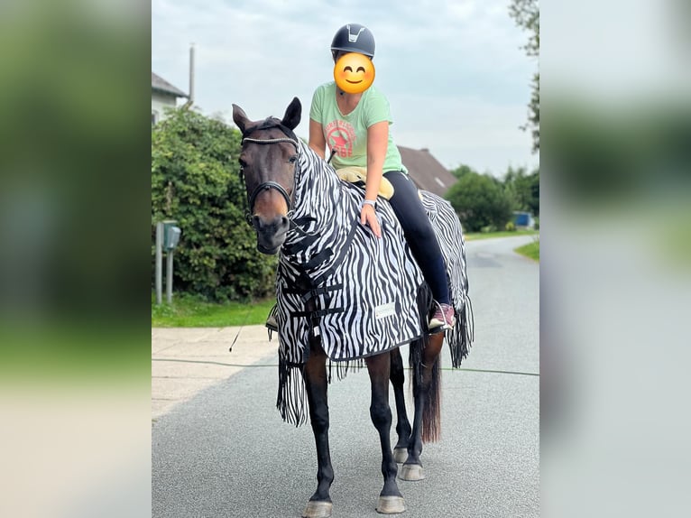 Kleines Deutsches Reitpferd Wallach 11 Jahre 161 cm Dunkelbrauner in Norderstedt