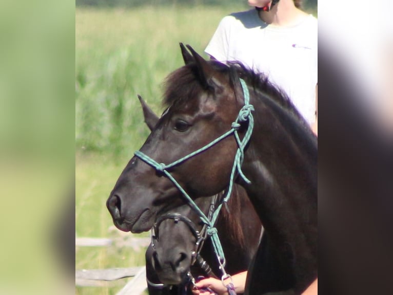 Kleines Deutsches Reitpferd Wallach 13 Jahre 158 cm Schwarzbrauner in Dinkelsb&#xFC;hl