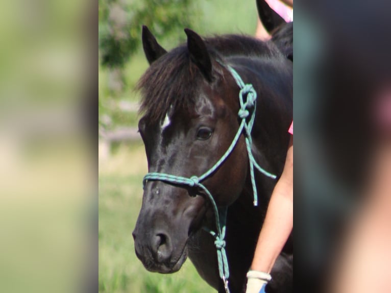 Kleines Deutsches Reitpferd Wallach 13 Jahre 158 cm Schwarzbrauner in Dinkelsb&#xFC;hl