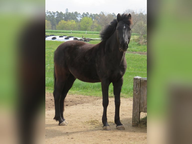 Kleines Deutsches Reitpferd Wallach 13 Jahre 158 cm Schwarzbrauner in Dinkelsb&#xFC;hl