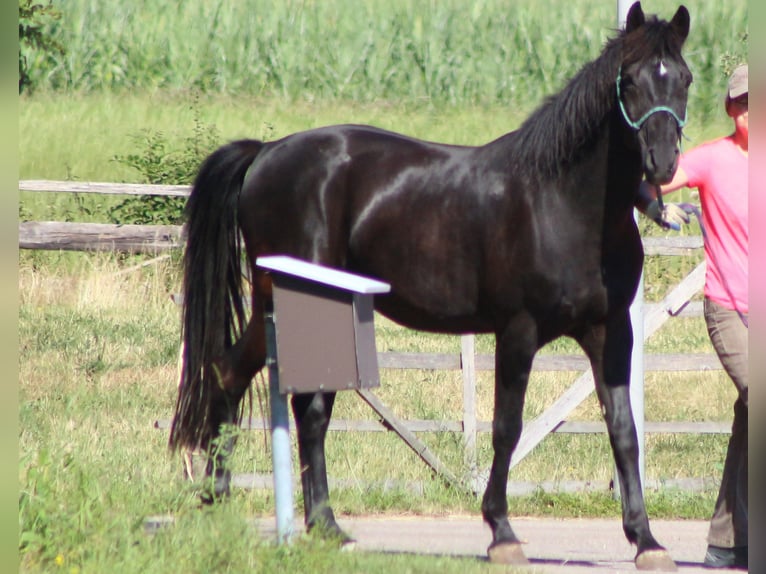 Kleines Deutsches Reitpferd Wallach 13 Jahre 158 cm Schwarzbrauner in Dinkelsb&#xFC;hl