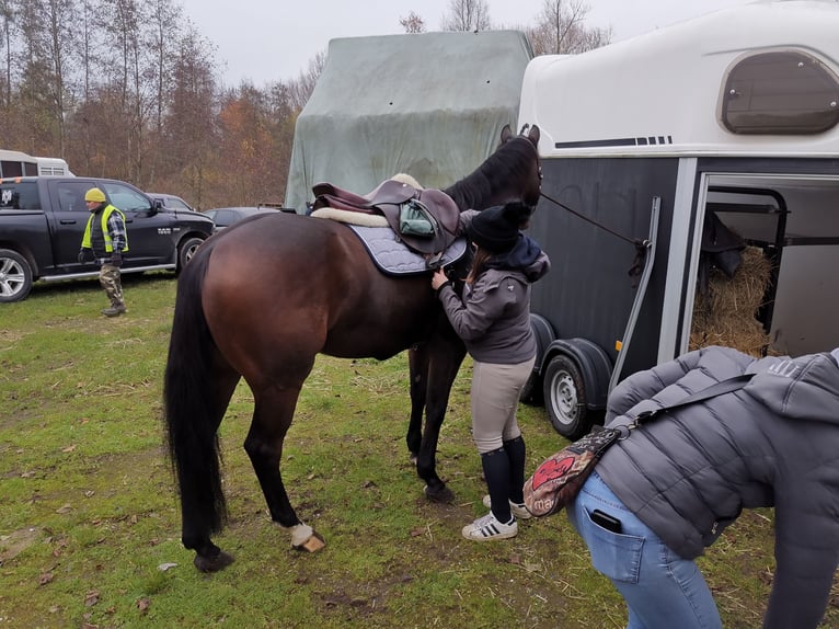 Kleines Deutsches Reitpferd Wallach 13 Jahre 160 cm Brauner in Baudour