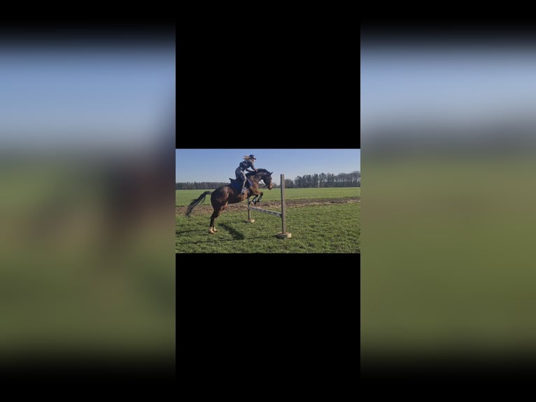 Kleines Deutsches Reitpferd Wallach 15 Jahre 160 cm Brauner in Borken
