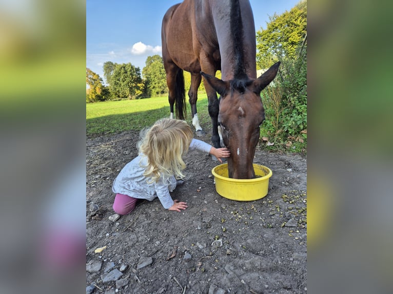 Kleines Deutsches Reitpferd Wallach 15 Jahre 160 cm Brauner in Borken