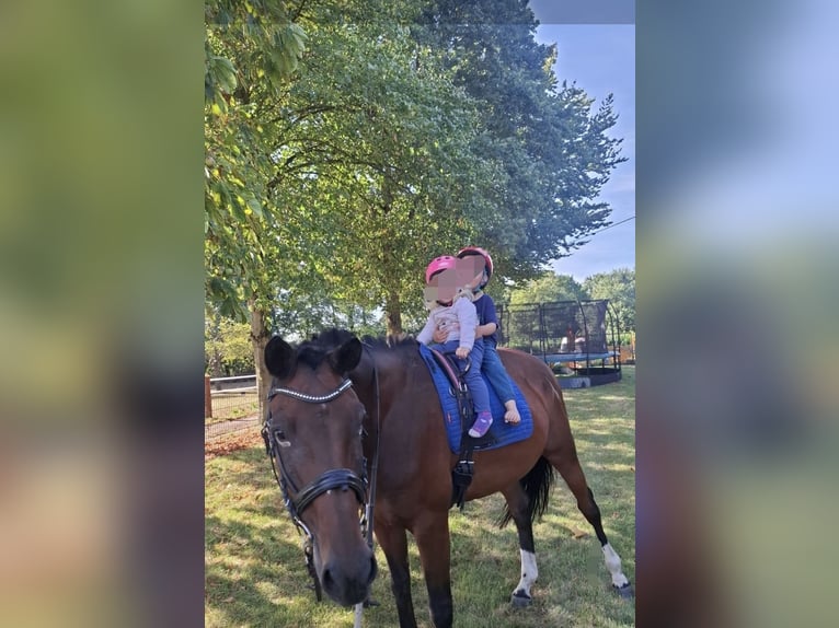 Kleines Deutsches Reitpferd Wallach 15 Jahre 160 cm Brauner in Borken