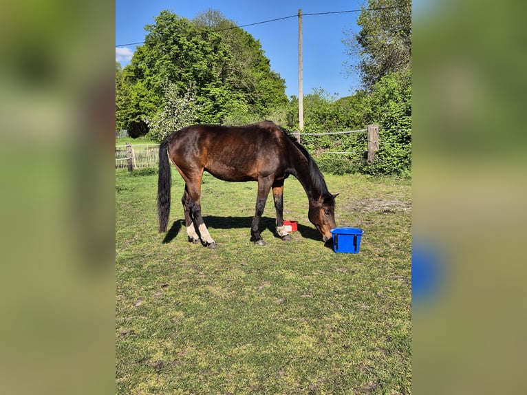 Kleines Deutsches Reitpferd Wallach 15 Jahre 160 cm Brauner in Borken