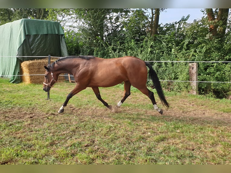 Kleines Deutsches Reitpferd Wallach 15 Jahre 160 cm Brauner in Borken