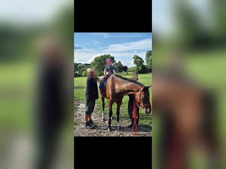 Kleines Deutsches Reitpferd Wallach 15 Jahre 160 cm Brauner in Borken