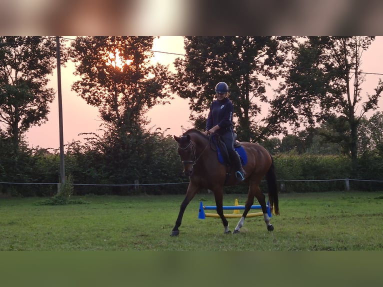 Kleines Deutsches Reitpferd Wallach 15 Jahre 160 cm Brauner in Borken